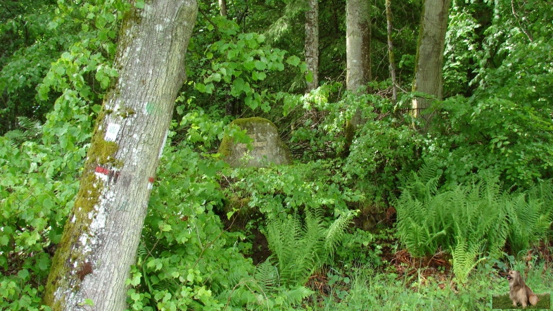 Ritterstein Nr. 201-3a Ruine Faunerhof.JPG - Ritterstein Nr.201 Ruine Faunerhof